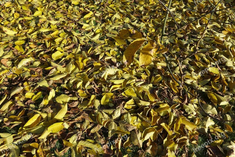 Autumn Leaves Branch Sheet Foliage