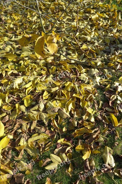 Autumn Leaves Branch Sheet Foliage