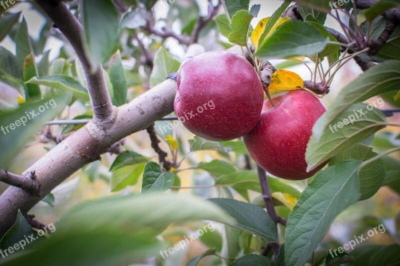 Apple Farm Pick Fruit Food