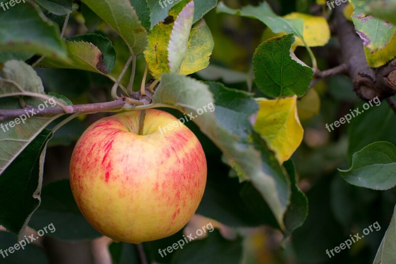 Apple Farm Pick Fruit Food