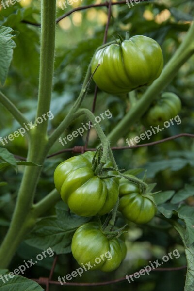 Tomatoes Vegetable Healthy Food Green