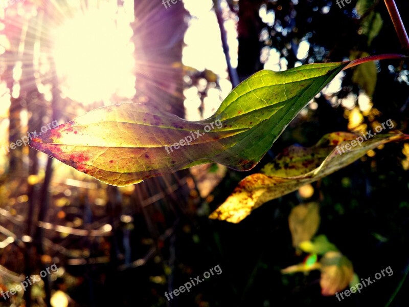 Forest Leaf Nature Autumn Flora