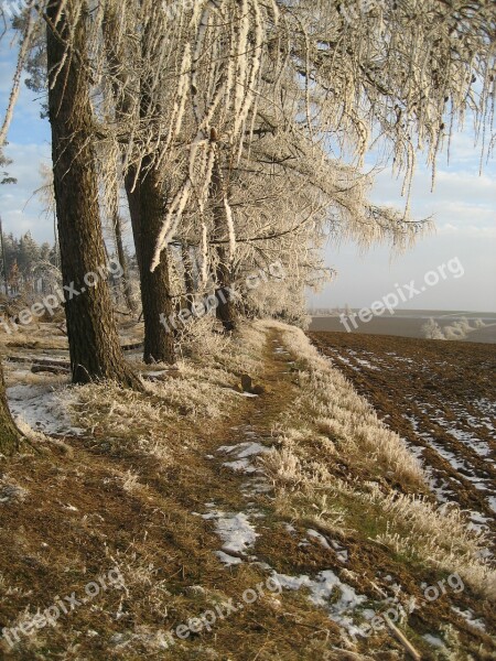 Forest Winter Ice Cold Nature