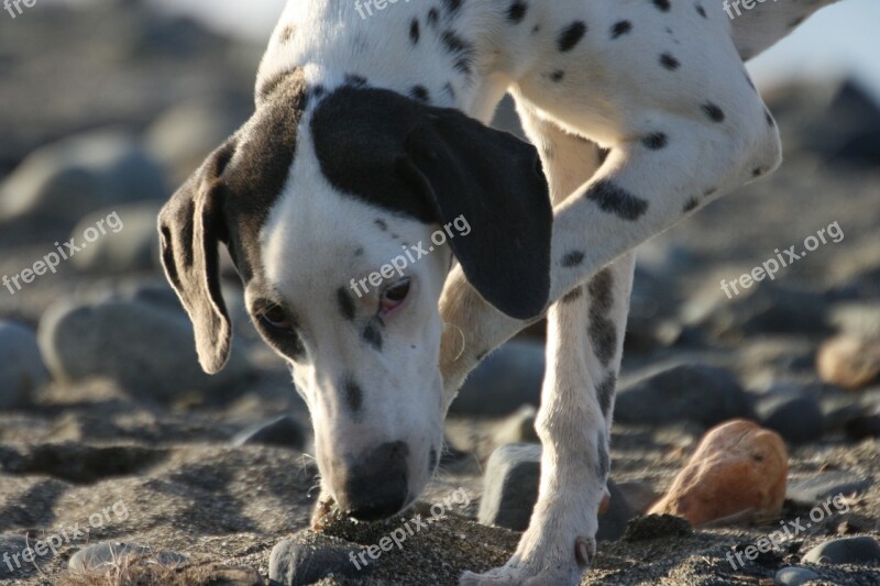 Dog Dalmatian Inquisitive Free Photos