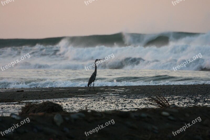 Ocean Heron Nature Free Photos