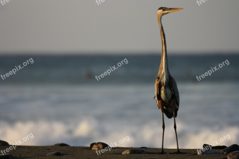 Heron Beach Nature Free Photos