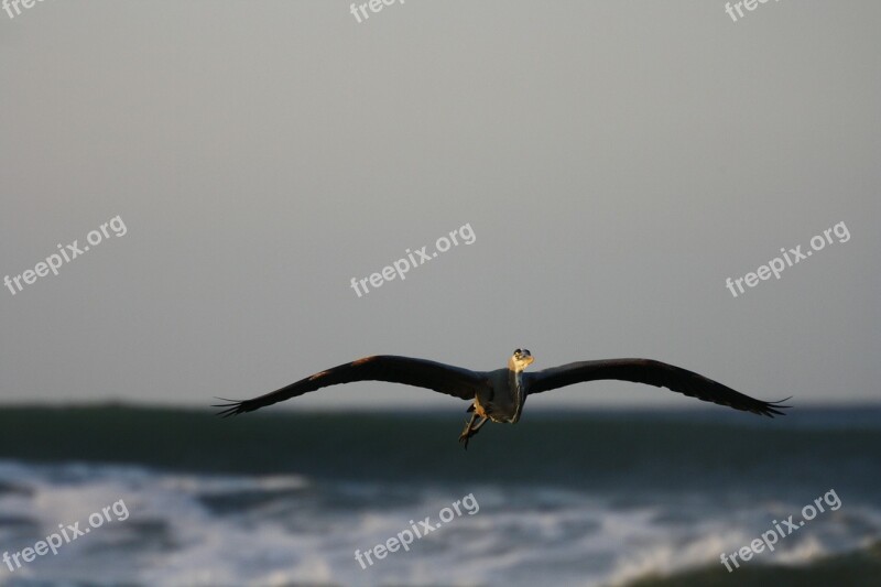 Heron Sea Flying Free Photos