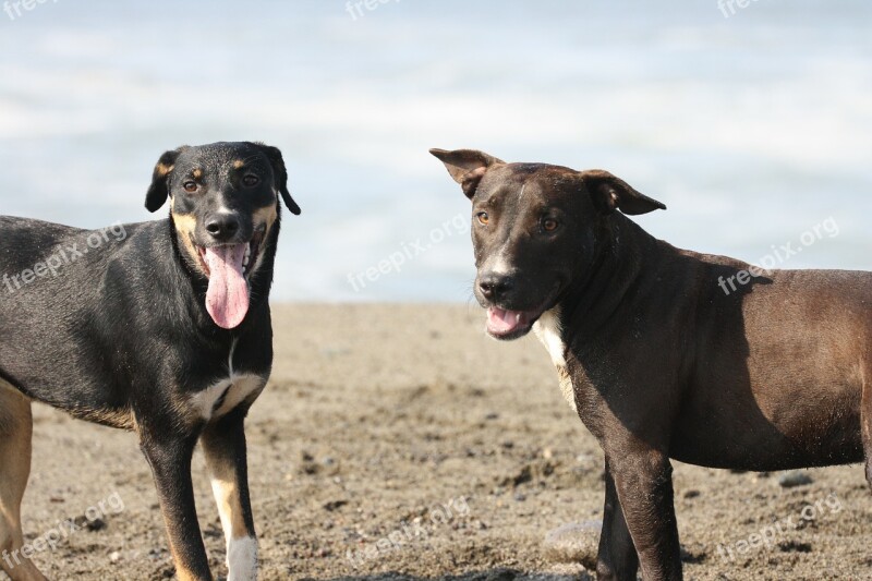 Dogs Beach Animals Free Photos