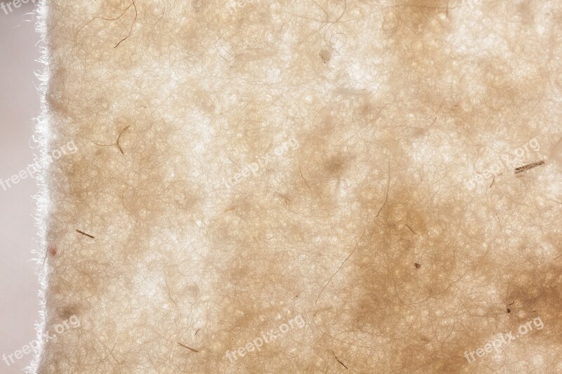 Sheep's Wool Sheep Wool-felt Natural Fiber Natural Product Felted