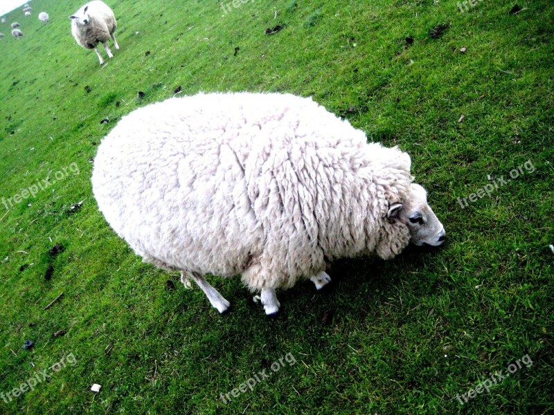 Sheep Nature Animal Wool Pasture