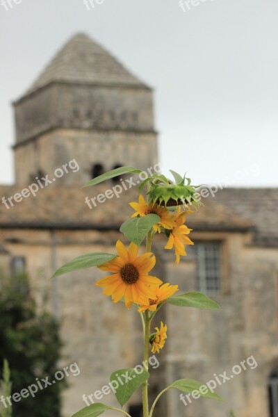 Sunflowers St Remy Provence Abbey Van Gogh