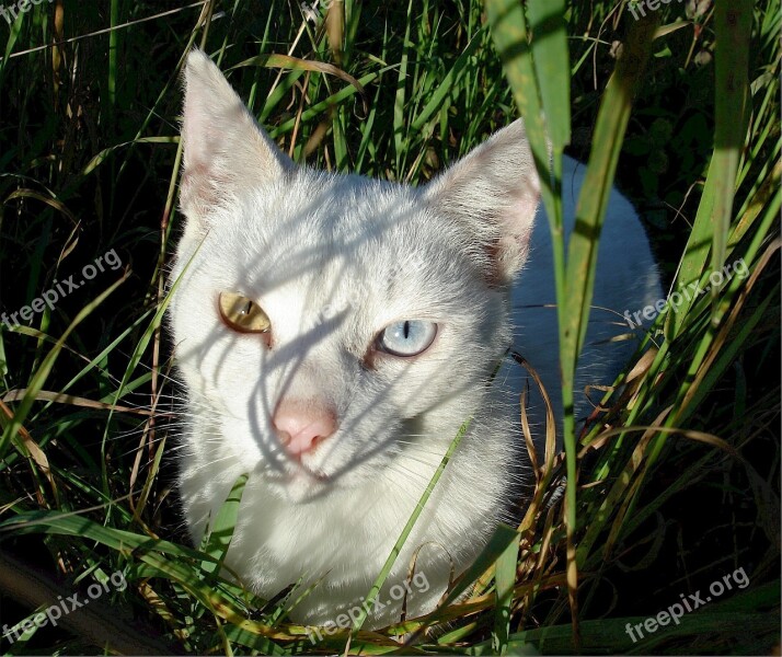 Cat Eyes Two Colors Feline Hiding