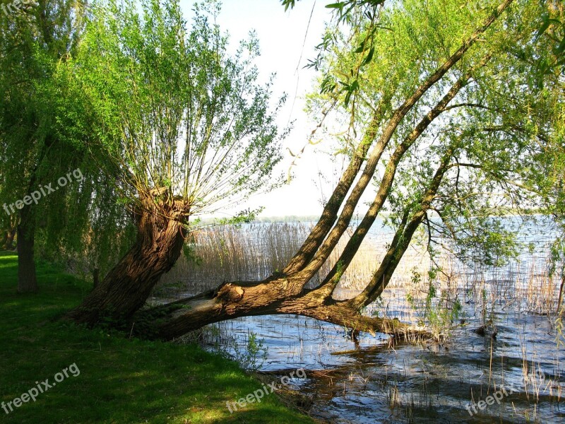 Weeping Willow Pasture Tree Lakeside Lake