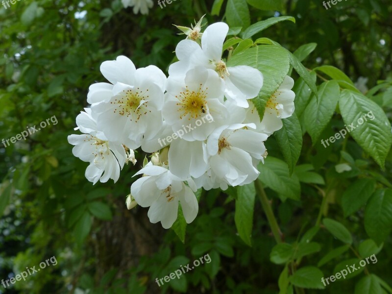 Cherry Blossom Japanese White Tree Free Photos