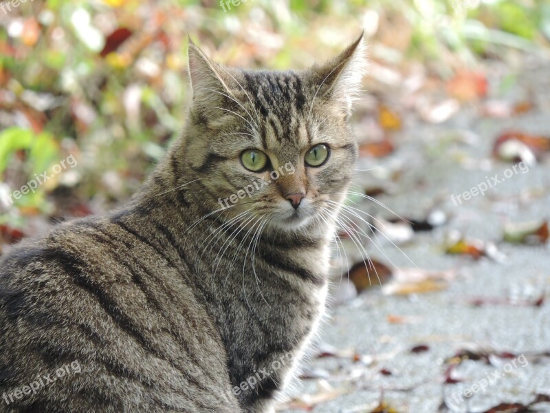 Cat Nature Autumn Domestic Cat Tiger Cat