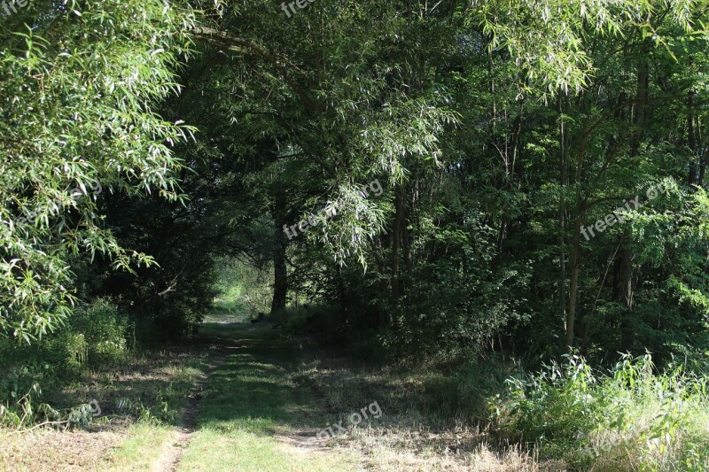 Forest Path Nature Green Away Trees