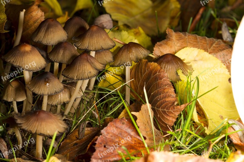 Mushrooms Nature Spores Forest Autumn