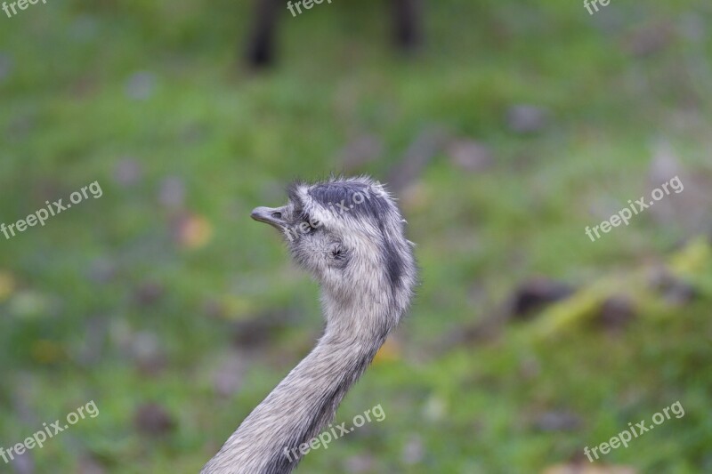 Ostrich Rhea Bird Flightless Bird Bouquet Bird