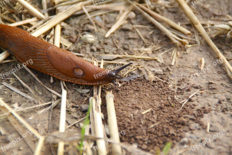 Slug Snail Crawl Mollusk Nature