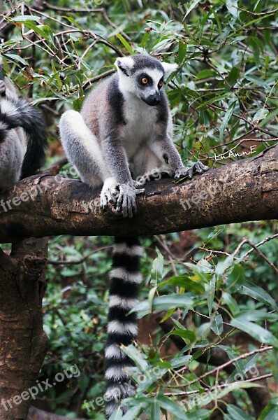 Lemur Animal Cute Moe Madagascar