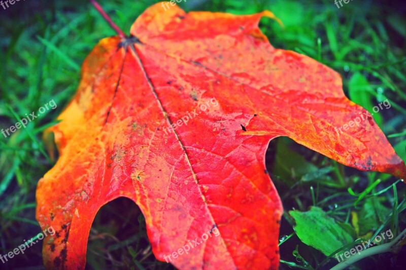 Leaf Autumn Fall Red Yellow