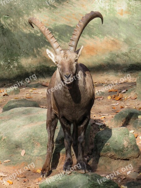 Capricorn Animal Mountains Alpine Ibex Horns