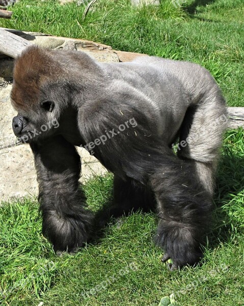 Silverback Gorilla Calgary Zoo Canada