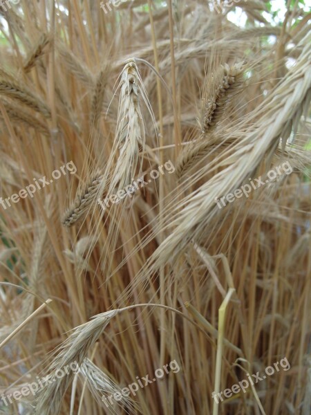 Wheat Field Kolos Cereals Free Photos