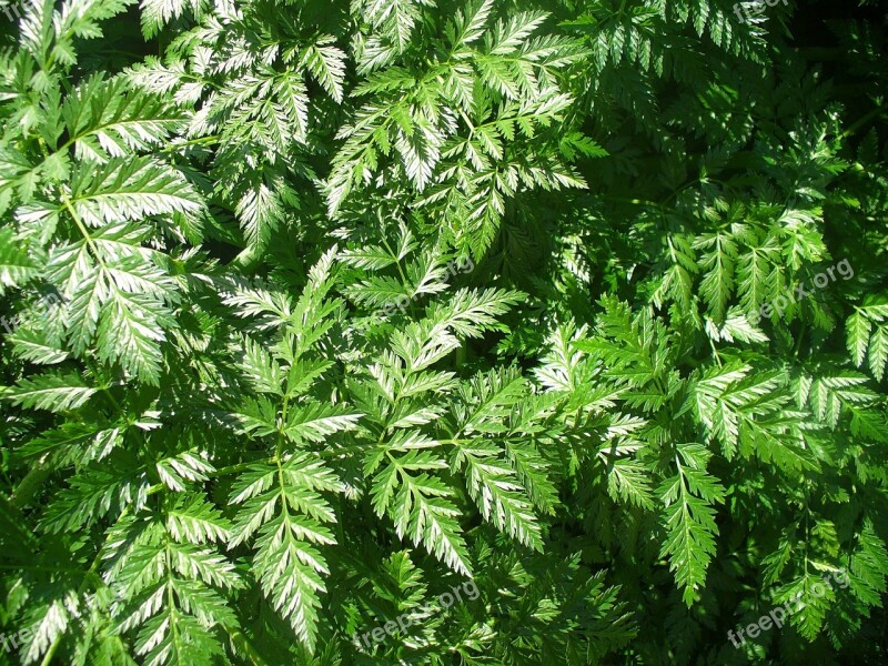 Fern Green Leaves Nature Foliage