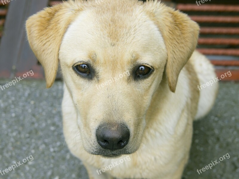 Labrador Dog Pets Free Photos