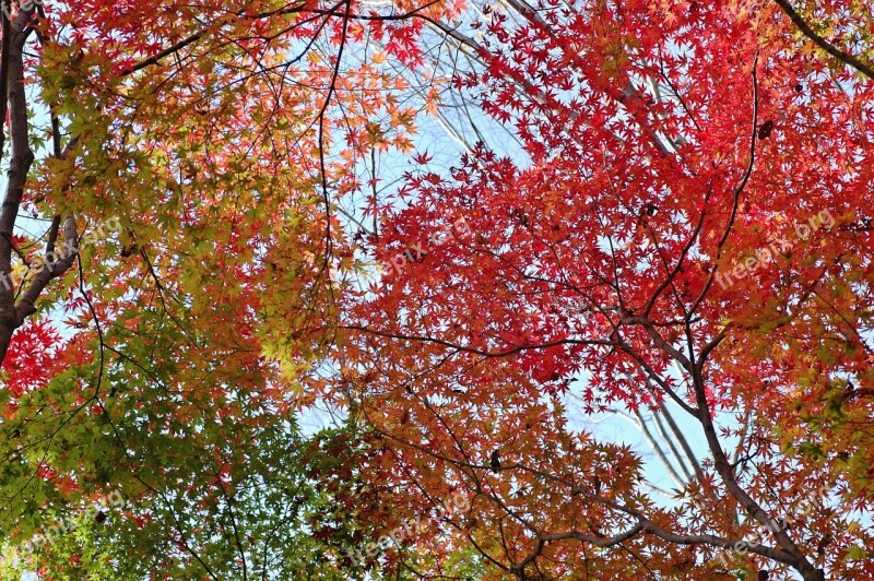 Autumn Autumnal Leaves Colorful Woods Forest