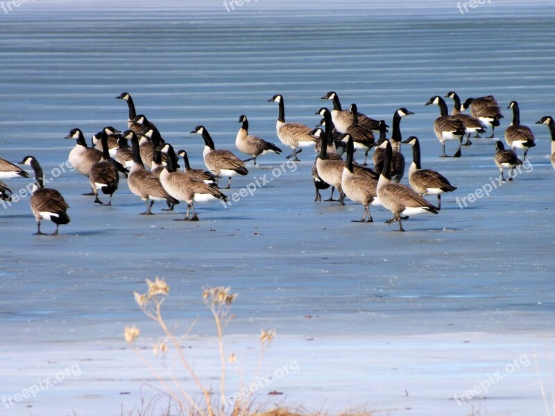 Geese Ice Lake Winter Cold