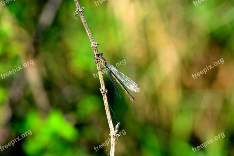 Dragonfly Insect Flight Insect Animal Free Photos