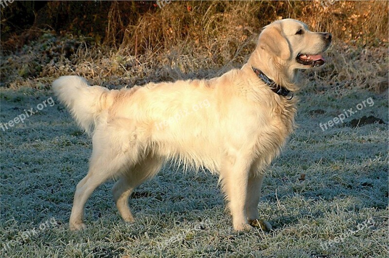 Golden Retriever Dog Canine Working Sporting