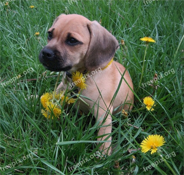 Puppy Dog Canine Grass Cute