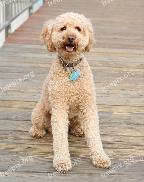 Labradoodle Dog Canine Cross-breed Labrador