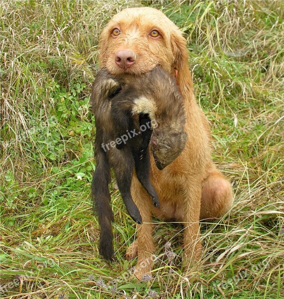 Wirehaired Vizsla Retriever Dog Canine Sporting