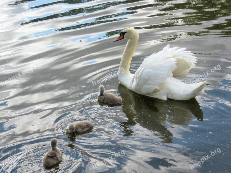 Swan Baby Signets River Waterfowl Free Photos