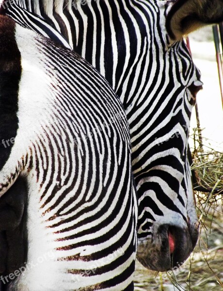 Zebra Bar Stripes Stern Black