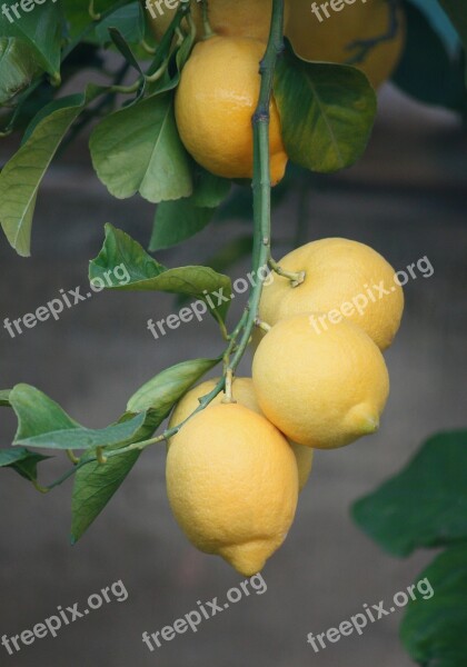 Lemons Plant Tree Fruit Agriculture