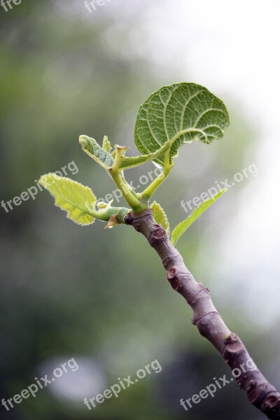 Bud Nature Bloom Spring Leaves