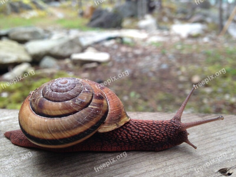 Snail Slow Nature Crawl Wild