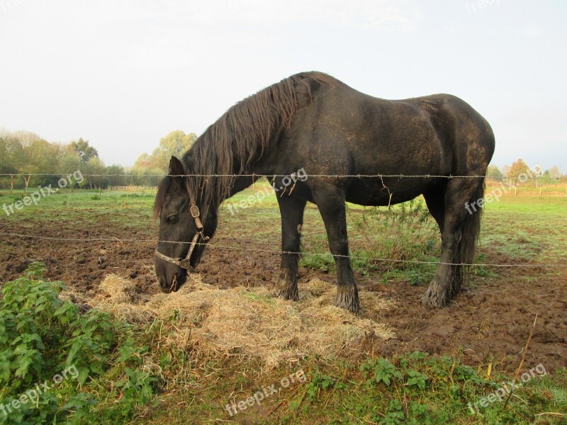 Horse Whey Filthy Dirt Straw