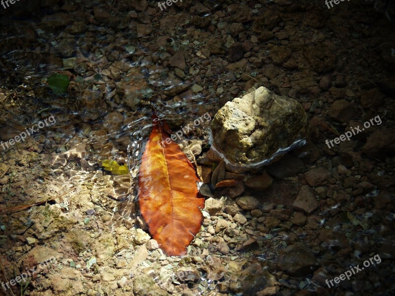 Leaf Water Sunset Autumn Nature