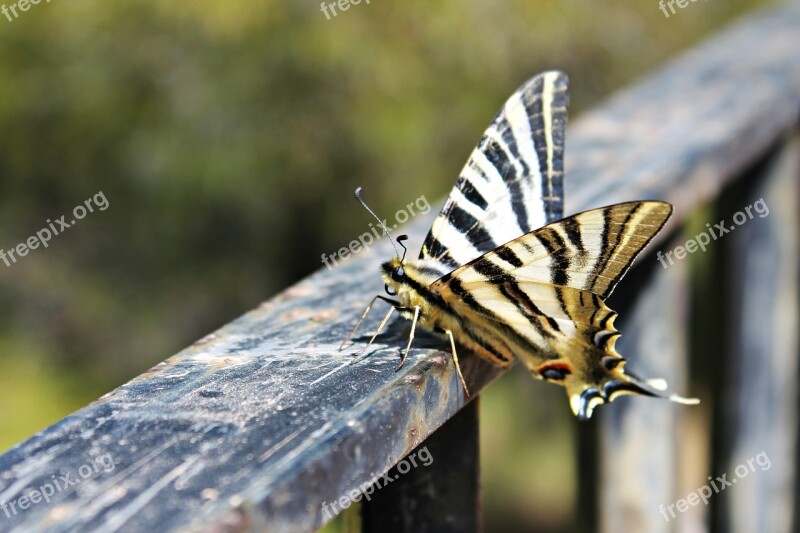 Butterfly Posing Butterfly Wings Freedom Mediterranean