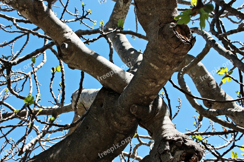 Fig Tree Leaves Autumn Shrubs Nature