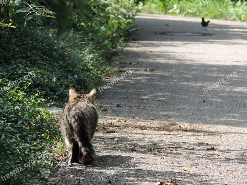 Cat Hunt Stray Nature Stalk