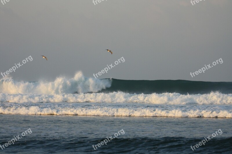 Waves Birds Golf Sea Free Photos