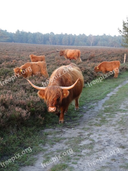 Scottish Highlanders Cow Beef Calves Heide