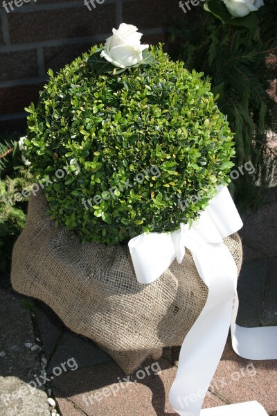 Boxwood Bush Loop Deco Hedge